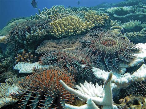 love connection breakthrough fights crown  thorns starfish