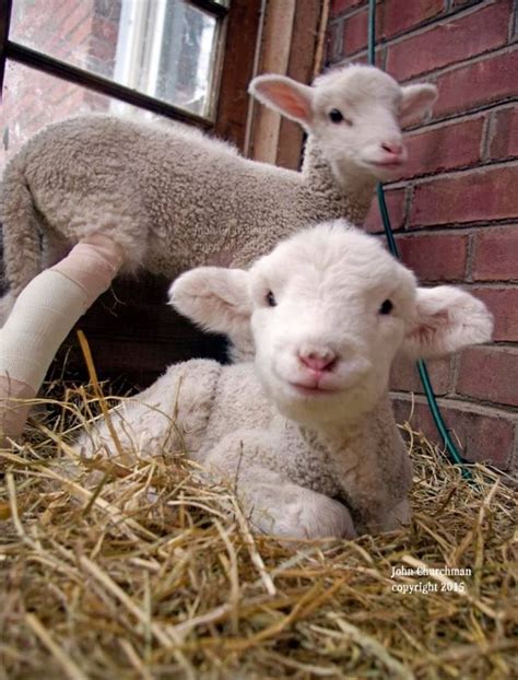 baby lamb  hungry   meat surely  sheep farm cute