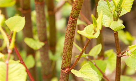 gardens plagued by knotweed eat it life and style