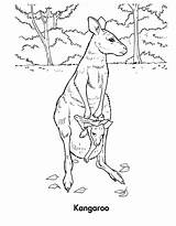 Kangaroo Coloring Animals Wallaby Pages Template Printable sketch template