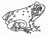Coloring Bull Frog Bullfrog Pages Landscape Drawing Printable Frogs Draw Colouring 32kb 556px Books Choose Board sketch template