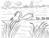Swan Cygnets sketch template