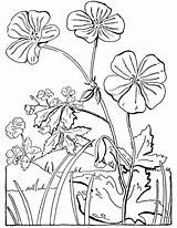 Geranium Floral Thegraphicsfairy Geraniums Printable sketch template