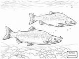 Salmon King Fish Kokanee Getdrawings Drawing Coloring Pages sketch template