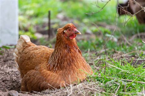 Golden Comet Chickens Breed Facts Coloration And Egg Laying