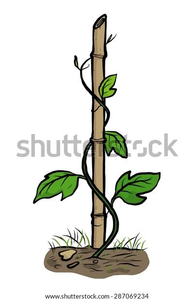 Climber Plants Creeping Bamboo Cartoon Vector Stock Vector