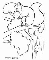 Squirrel Coloring Pages Squirrels Trees Animals Kids Tree Animal Wild Lives Printable Colouring Sheets Color Quilt Print Coloringbay Sheet Draw sketch template