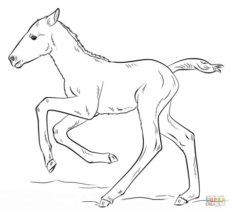 foal pony coloring page horse art drawing horse sketch horse drawings