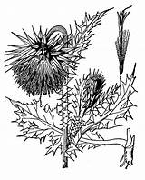 Thistle Getdrawings Scotch Drawing sketch template