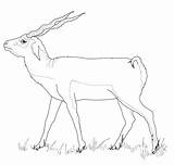 Impala Coloring Pages Getcolorings Animal sketch template