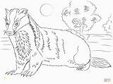 Badger Coloring Pages Honey Printable Color Unparalleled 2093 Badgers American Trainor Meghan Divyajanani Animals Version Click Categories Woodland Template sketch template