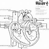 Heart Human Coloring Pages Anatomy Printable Drawing Getcolorings Getdrawings sketch template