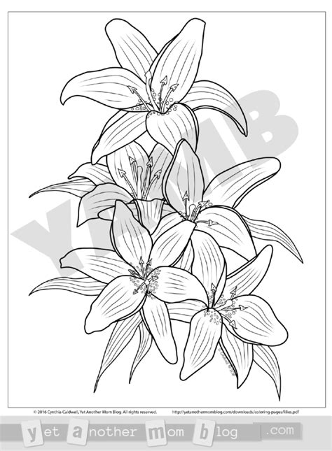 coloring page lilies   mom blog easter lily tattoo