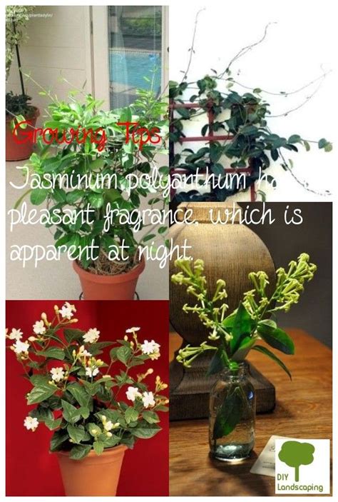 planting  indoor jasmine plant   jasmine plant indoor