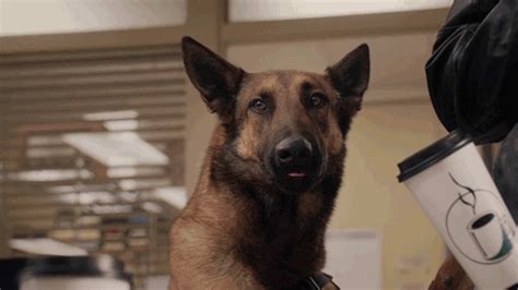 lick tbs by angie tribeca find and share on giphy