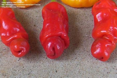 funny and weird fruit vege shape ~chicken soul for the soup