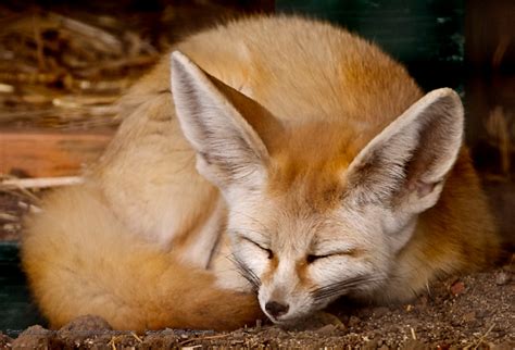 images  fennec fox  pinterest chihuahuas pets  red fox