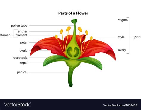 parts of a flower royalty free vector image vectorstock