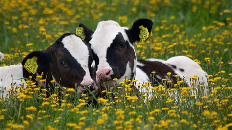 Cows Learn Better When They Have Friends — Nova Next Pbs