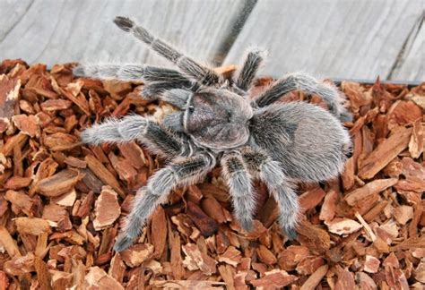 substrate  tarantulas top  picks reviews    life pets