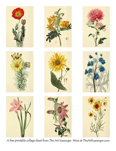 vintage flower illustration collage sheet printables  art