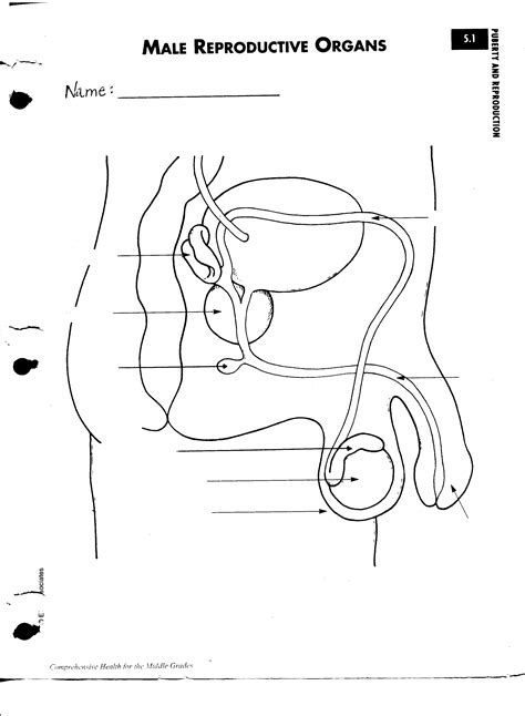 Blank Diagram Of Human Reproductive Systems Diagram Female