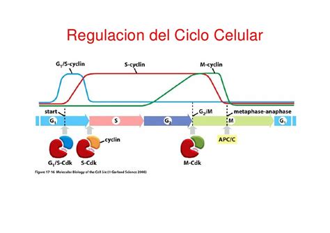 Regulacion Ciclo Celular