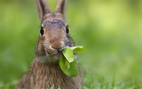 selective photography  domestic rabbit eating green leaves hd