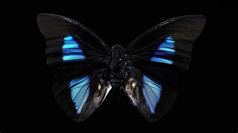 black butterfly wallpapers wallpaper cave