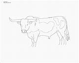 Cattle Drawings Longhorn Bull Coloring Pages Cow Paintingvalley sketch template