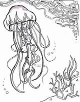 Jellyfish Quallen Mandala Aquatic Ozean Getdrawings sketch template