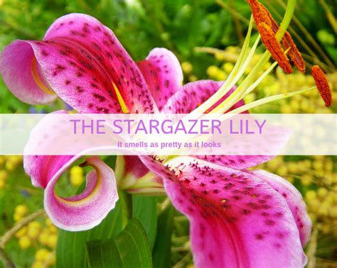 grow stargazer lily gardenologist