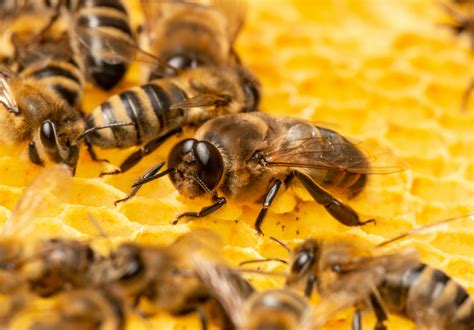 queen archives  bee removal