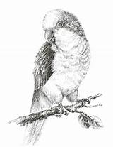 Quaker Parrot sketch template