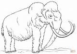 Mammoth Woolly Mamut Mammut Supercoloring Mamoth Ausmalen Lanoso Mammoet Kleurplaten Wolliges Ausmalbild sketch template