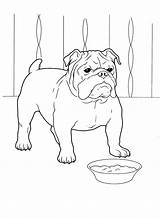 Colorat Desene Caine Dog Bulldog Planse sketch template