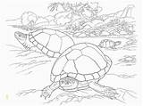 Tortoise Southwest Deserts Timid sketch template