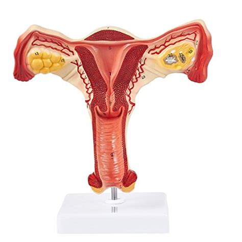 Compare Price To Reproductive System Model