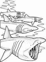 Shark Coloring Pages Sharks Basking Print Printable Kids Sheet Colouring Color Sheets Great Book Search Google Megalodon Animals Mean Supercoloring sketch template