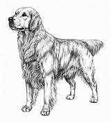 Golden Retriever Coloring Pages Face Kids Realistic sketch template