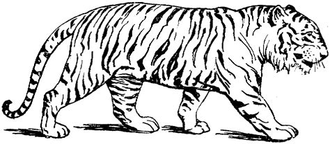 printable tiger coloring pages  kids animal coloring pages