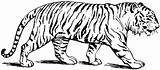Coloring Pages Tiger Printable Animal Kids Adult Print Color sketch template