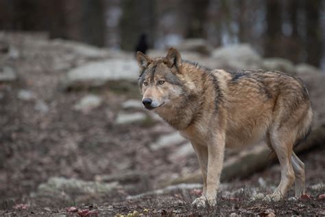 timberwolf foto bild tiere zoo wildpark falknerei wolf bilder auf fotocommunity