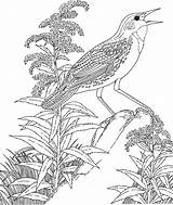 Meadowlark Goldenrod Nebraska Loica Vara Estado Oro Vermont Coloringhome Supercoloring Aves sketch template