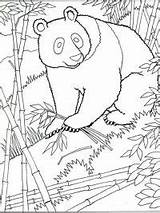 Pages Ausmalbilder Coloriage Mammals Pandabeer Wild Kung Sheets Bird Tulamama Topkleurplaat Adult Colouringpages Dieren Endangered Stemmen Stimmen sketch template