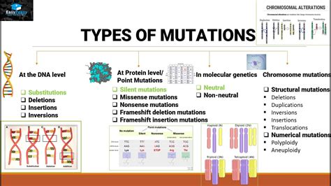 mutations and types of mutations youtube