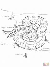 Anaconda Coloring Green Pages Printable Color Drawing Template sketch template