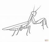 Mantis Praying Coloring Pages Search Again Bar Case Looking Don Print Use Find Top sketch template