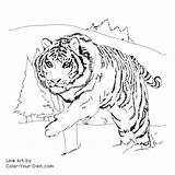 Coloring Tiger Siberian Color Pages Printable Designlooter Kids 72kb 500px Line sketch template