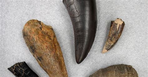 paleontology fossil identification amnh